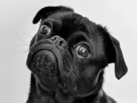 amazon,pet,dog,cat,pros,cons,deals