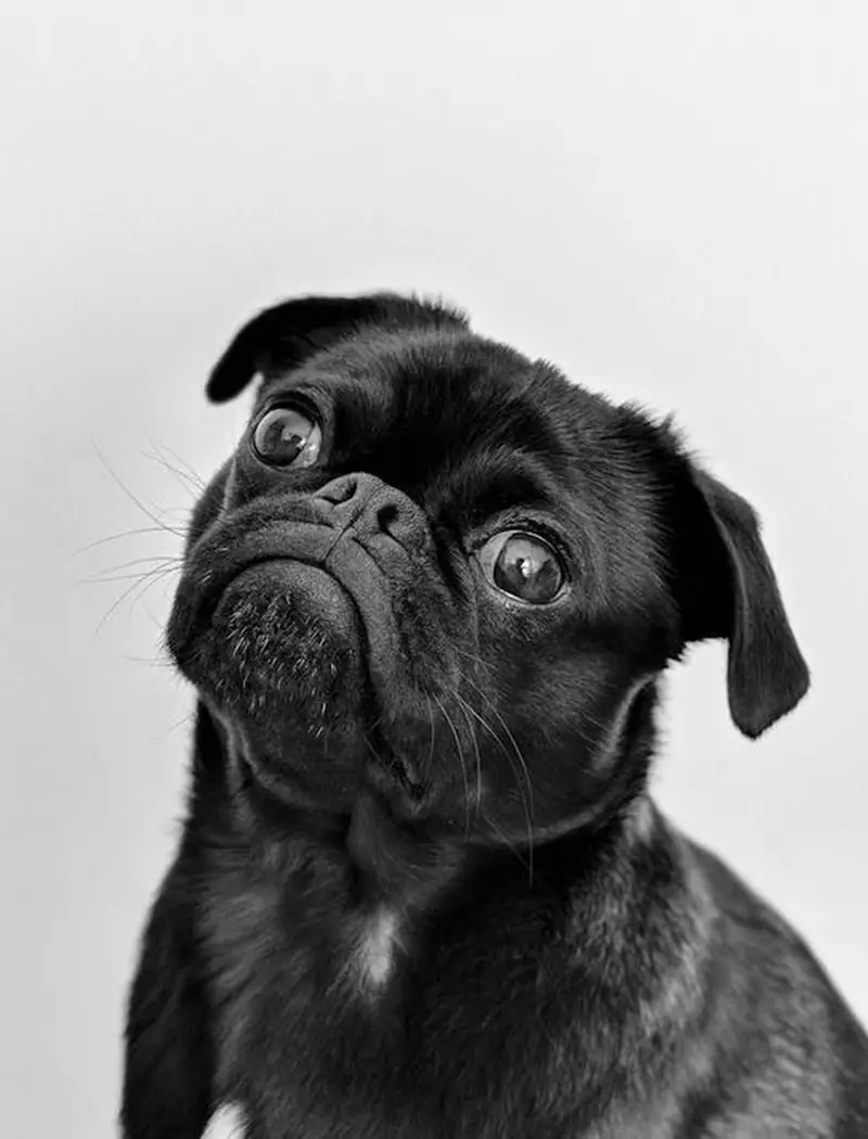 amazon,pet,dog,cat,pros,cons,deals