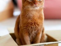 best self cleaning litter boxes under $200
