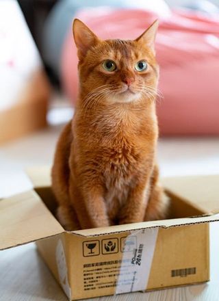 best self cleaning litter boxes under $200